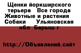 Щенки йоркширского терьера - Все города Животные и растения » Собаки   . Ульяновская обл.,Барыш г.